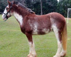 Pferd Sonhos Jupiter (Clydesdale, 2013, von KDJ's Benedict Champ)