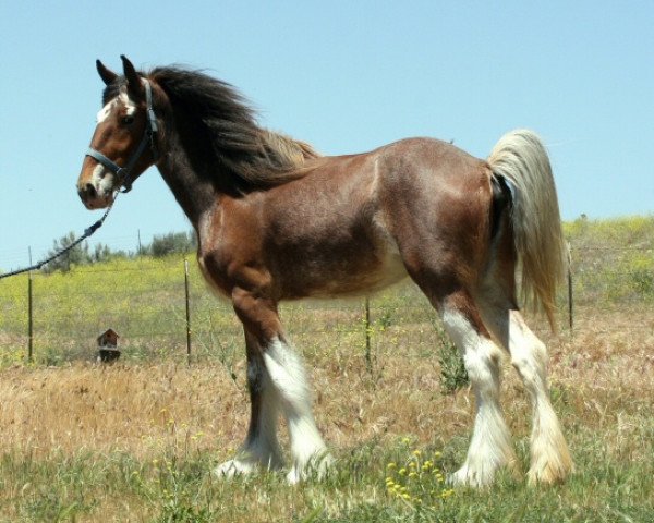 horse Somewhere Yankee's Sarah (Clydesdale, 2008, from N.D.F. Buster)