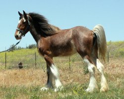 Pferd Somewhere Yankee's Sarah (Clydesdale, 2008, von N.D.F. Buster)