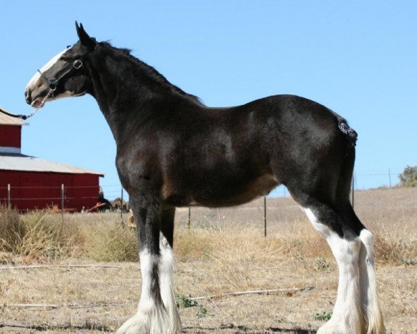 horse Somewhere Yankee's Proud Mary (Clydesdale, 2008, from N.D.F. Buster)