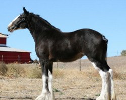 horse Somewhere Yankee's Proud Mary (Clydesdale, 2008, from N.D.F. Buster)