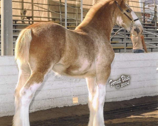 Pferd Somewhere Miss Molly (Clydesdale, 2004, von Highfield Noble Champion)