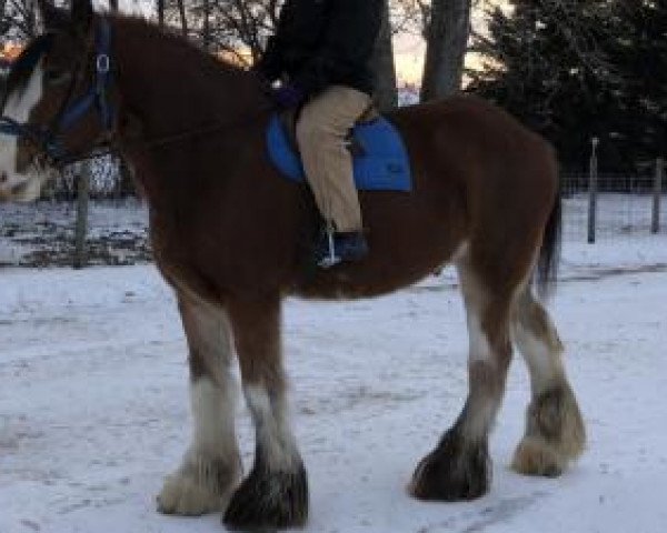 horse Rolling Hills Fynn (Clydesdale, 2014, from Kenbar Sir Wallace)