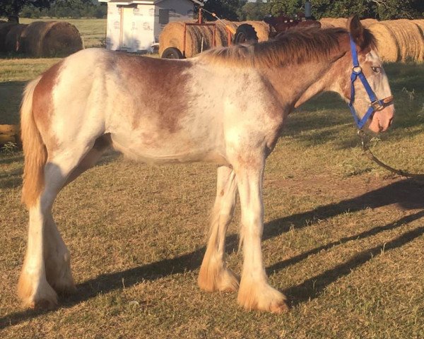 horse RFF Aurora of Lochlyn (Clydesdale, 2020, from Jonesway Lochlyn)