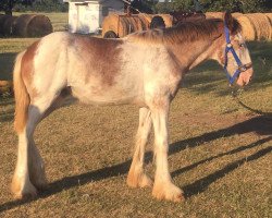 horse RFF Aurora of Lochlyn (Clydesdale, 2020, from Jonesway Lochlyn)