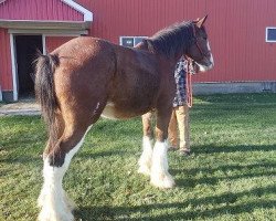 broodmare Pinnacle's Alexiares (Clydesdale, 2010, from Birky's Pride Preludes Hercules)