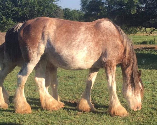 broodmare Northumberland Queen of the Mist (Clydesdale, 2011, from Willow Way Fontaine)