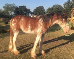 horse Jonesway Lochlyn Countess (Clydesdale, 2019, from Jonesway Lochlyn)