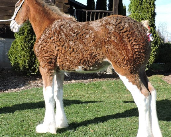 Pferd Aicro Elizabeth (Clydesdale, 2020, von Armbro Andrew)