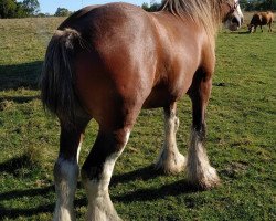 Deckhengst Sky Ridge Majestic Maxamillion (Clydesdale, 2012, von Century Lane Majestic)