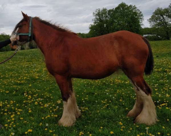 Zuchtstute SCA Top Guns Fancy Pants (Clydesdale, 2002, von Twin Creek Victor's Top Gun)