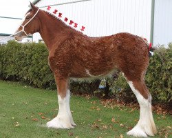 Pferd Aicro Annie (Clydesdale, 2019, von Sky Ridge Majestic Maxamillion)