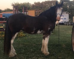 horse Annabelle of Kelmar (Clydesdale, 2006, from 2S Tailor Made Sir George)