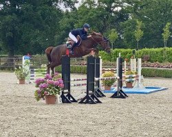 broodmare Noblesse Z (Zangersheide riding horse, 2014, from Nabab de Rêve)