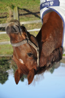 Springpferd Diabolo 506 (Deutsches Reitpony, 2006, von Der feine Lord AT)