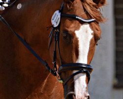 dressage horse Waleska 346 (German Sport Horse, 2009, from Bootsmann 10)