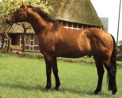 stallion Argentan I (Hanoverian, 1967, from Absatz)