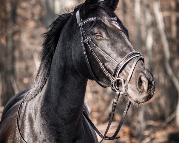 horse Königsblume xx (Thoroughbred, 2009, from Mamool xx)