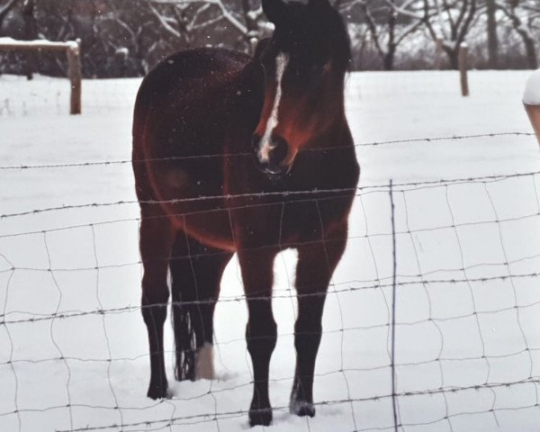 broodmare Olivia IX (Trakehner, 1992, from Marduc)