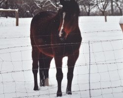 Zuchtstute Olivia IX (Trakehner, 1992, von Marduc)