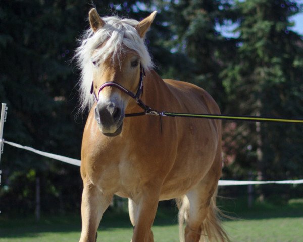 broodmare Dana (3,125% ox) (Edelbluthaflinger, 2005, from Artos)