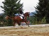 dressage horse Elblings Rubin (Sachs-door. Heavy Warmbl., 2008, from Element)