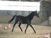 jumper Wyonetta (German Sport Horse, 2016, from Cassoulet)