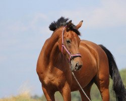 Springpferd Rough Boy 2 (Westfale, 2006, von Roh Magic)