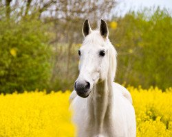 horse Sandokan 122 (Mecklenburg, 1994, from Solar)