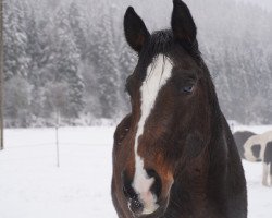 Springpferd Baghira 88 (Hannoveraner, 2008, von Belissimo NRW)