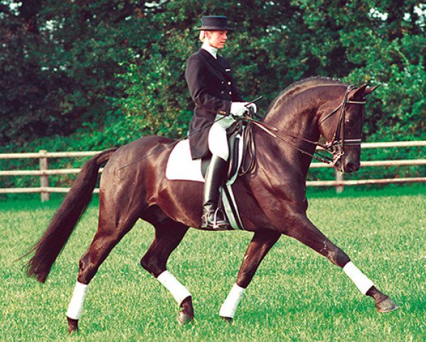 stallion Rubinstein I (Westphalian, 1986, from Rosenkavalier)