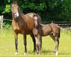 Springpferd Chicco (Holsteiner, 2020, von Chezarro)