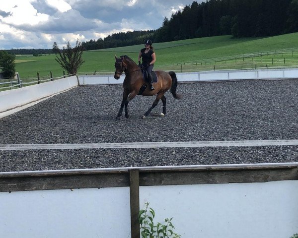 dressage horse Sirius 09 (Hanoverian, 2006, from Stedinger)