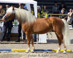 stallion Nabucco (Haflinger, 1987, from Natan)