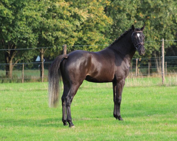 Pferd Ayro Prince Chafay van den Elsleuken (Belgisches Reitpony, 2019)