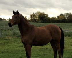 dressage horse Primus 227 (Trakehner, 1999, from Tanzmeister I)