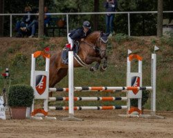 Springpferd Stella Von Castelen (Schweizer Warmblut, 2014, von Stolzenberg)