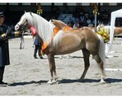 stallion Nordtirol (Haflinger, 1994, from Nabucco)