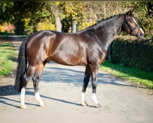 stallion La Vie S (German Riding Pony, 2012, from Laudatio)