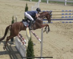 jumper Dafridou (German Sport Horse, 2015, from Il Divo xx)