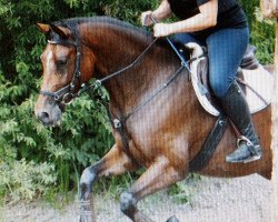 Springpferd Karioka 2 (Polnisches Warmblut, 2010, von Evento)