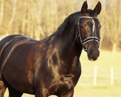 broodmare Royal Lady WE (German Riding Pony, 2013, from Valido's Highlight)