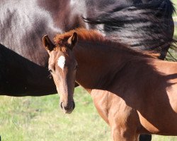 broodmare Violetta WL (Westphalian, 2020, from Vaderland OLD)