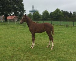 dressage horse Fischer´s Fritz (Hanoverian, 2017, from Finnigan)