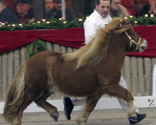 stallion Vieno van de Bosrand (Shetland Pony, 2004, from Menno van de Horstinksteeg)