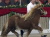 stallion Vieno van de Bosrand (Shetland Pony, 2004, from Menno van de Horstinksteeg)