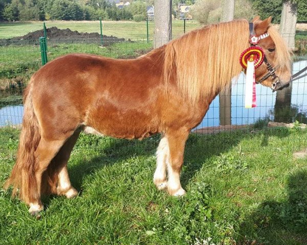 Pferd Eddi von Seiferitz (Shetland Pony, 2016, von Eick van het Berckepad)