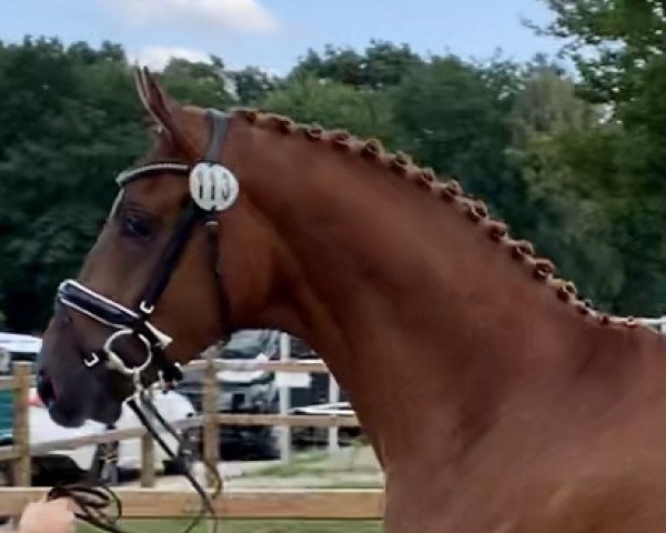 dressage horse Bailador M von Borsalino x Weltmeyer (Hanoverian, 2018, from Borsalino)