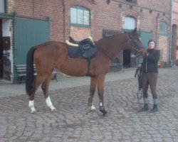 jumper Naddel (German Sport Horse, 2012, from Nintendo K)