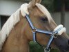 dressage horse Schierensees Apologize (German Riding Pony, 2013, from Dimension AT NRW)